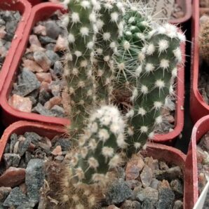 Maihueniopsis atacamensis -cube-5cm-сіянець-