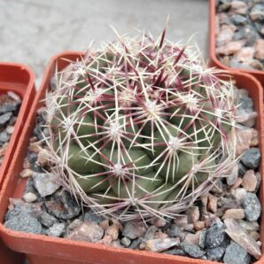 Thelocactus wagnerianus? -cube-6cm-