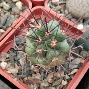 Copiapoa cocuimbana -El Trapiche-cube-5cm- своє коріння-