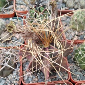 Astrophytum senile v. aureum -cube-6cm-