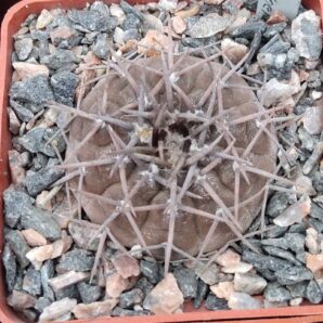 Gymnocalycium spec. -Telaritos- Koehres- cube-6cm-