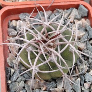 Gymnocalycium mazanense v. polycephalum - cube-5cm-