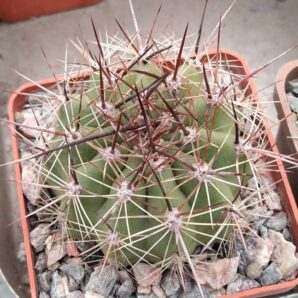 Soehrensia formosa -cube-6cm-