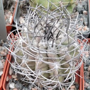 Neochilenia paucicostata -cube-7cm-