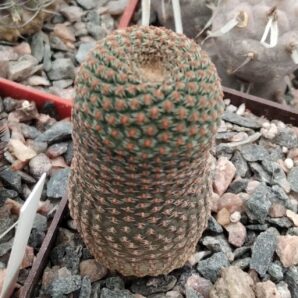 Lobivia famatimensis FR459 -miniature-