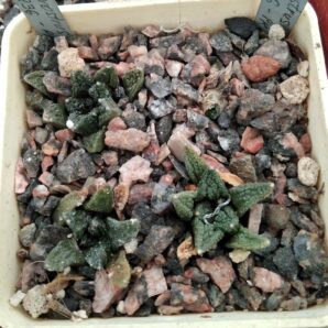 Ariocarpus fissuratus v. hintonii -Matehuala- куб-7х7 - мініатюра -