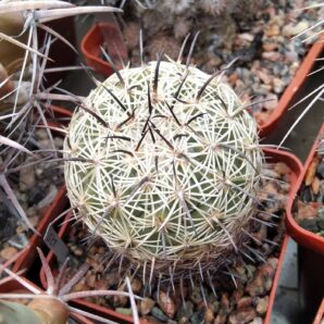 Coryphantha pallida CH171 -cube-7cm- 350