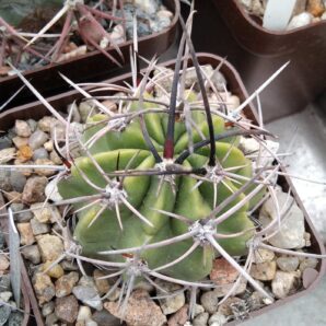 Lobivia ferox WR209 -Piltz-cube-7cm-