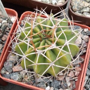 Lobivia cinabarina v. grandiflora -cube-6cm-
