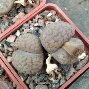 Lithops fulviceps -Koehres- cube-5cm-