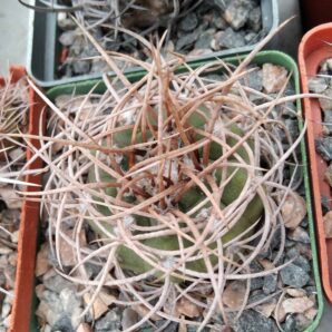 Gymnocalycium mazanense v. polycephalum -cube-7cm-