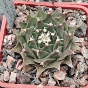 Obregonia denegrii -cube-5cm-