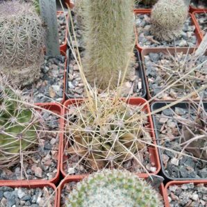 Ferocactus davisii -cube-6cm-