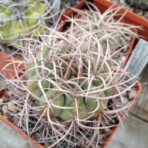 Gymnocalycium guanchinense -Sierra Famatima- cube-8cm-