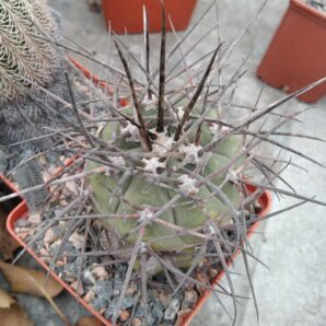 Gymnocalycium armatum VS300 -Paichu-cube-8cm- щепа на потужний Тріхоцереус -