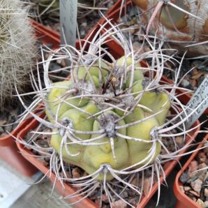 Gymnocalycium hybopleurum L503 -MG- -cube-6cm-