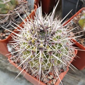 Lobivia aurea v. fallax VG249 -cube-7cm-