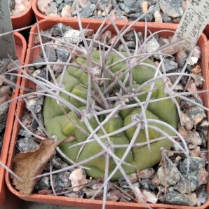 Gymnocalycium curvispinum - Villa Dolores, Catamarca- cube-7cm-
