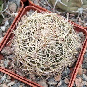 Coryphantha radians -cube-6cm-