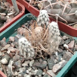 Pterocactus australis HPT308 -cube-5cm-