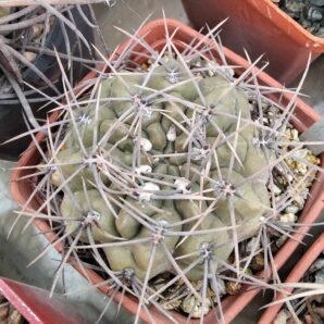 Gymnocalycium gibbosum R539 -small form-Mesa Garden- cube-7cm- 500 (багаторічна колекційна рослина).