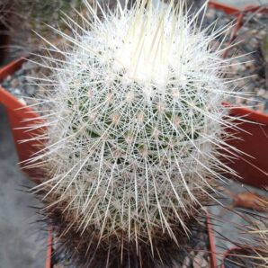 Thelocactus macdowelii -cube-7cm- 400