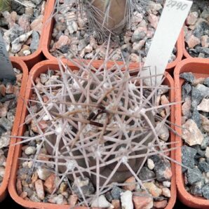 Gymnocalycium nidulans -cube-5cm-