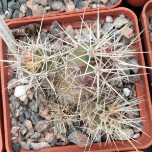 Echinocereus hankockii -Hipolito, BKS. -Mesa Garden- сіянець- рідкість-
