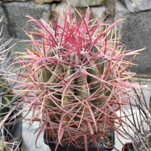 Ferocactus gracilis v. coloratus -Mesa Garden- cube-9cm-