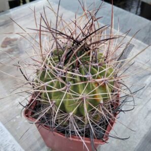 Lobivia ferox v. longispina -MG- cube-9cm-