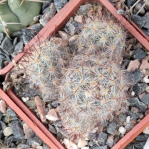 Mammillaria prolifera v. texana SB856 -cube-5cm-
