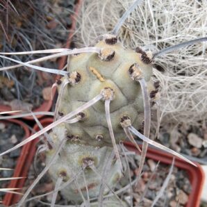 Tephrocactus paediophyllus KP76a -верхній пагін -