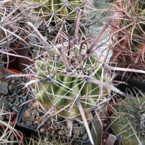 Ferocactus wislizenii v. herrerae SB1867 -Las Guasimas, Sonora- cube-8cm-