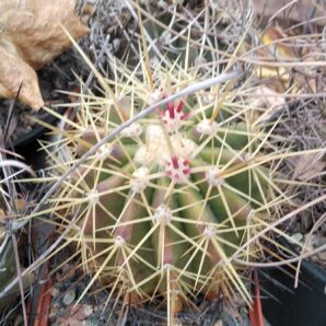 Ferocactus pottsii v. alamosemsis -MG-cube-8cm- 500