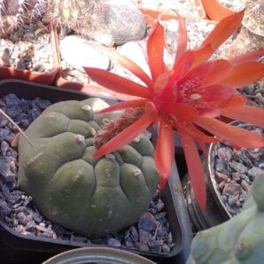 Matucana madisoniorum -насіння-seeds-порція-10шт-