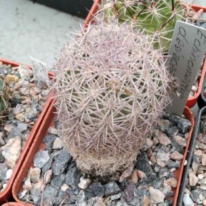 Echinocactus dasiacanthus SB48 -cube-6cm-своє коріння-