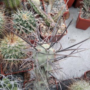 Tephrocactus aoracanthus -super spines-Koehres-clone1-прод. верхній пагін -