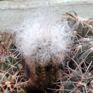 Oreocereus trollii -4-5cm-