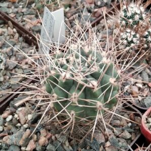 Gymnocalycium gibbosum v. gastonii JPR22-56 -cube-8cm-