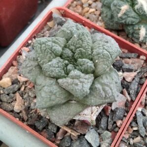 Ariocarpus cv."Godzilla"-cube-6cm-щепа-
