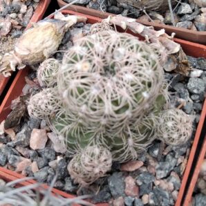 Gymnocalycium bruchii -cube-7cm -багаторічний-