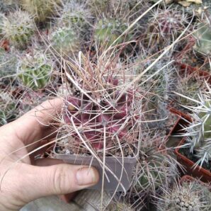 Ferocactus sinuatus v. papyracanthus -Mesa Garden- cube-7cm-