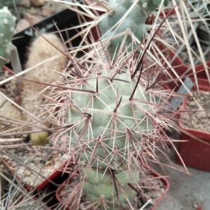 Tephrocactus fiambalensis aff. VG1047 -крупний верхній пагін -