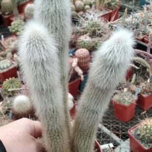 Сleistocactus strausii -горщик-10см-