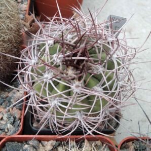 Denmoza rhodacantha VG360a -cube-6cm-