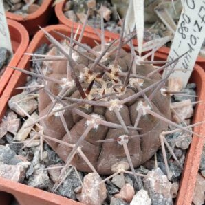Gymnocalycium piltziorum STO088 -cube-5cm-