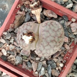 Lithops fulviceps -Koehres- cube-5cm-