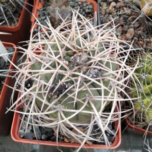 Gymnocalycium cardenasianum -cube-8cm-