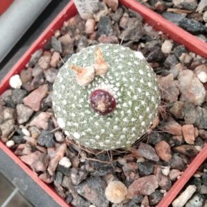 Blossfeldia liliputana v. fechseri P244 -щеплена-cube-6cm-