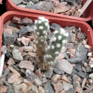 Maihueniopsis atacamensis -cube-5cm-сіянець-